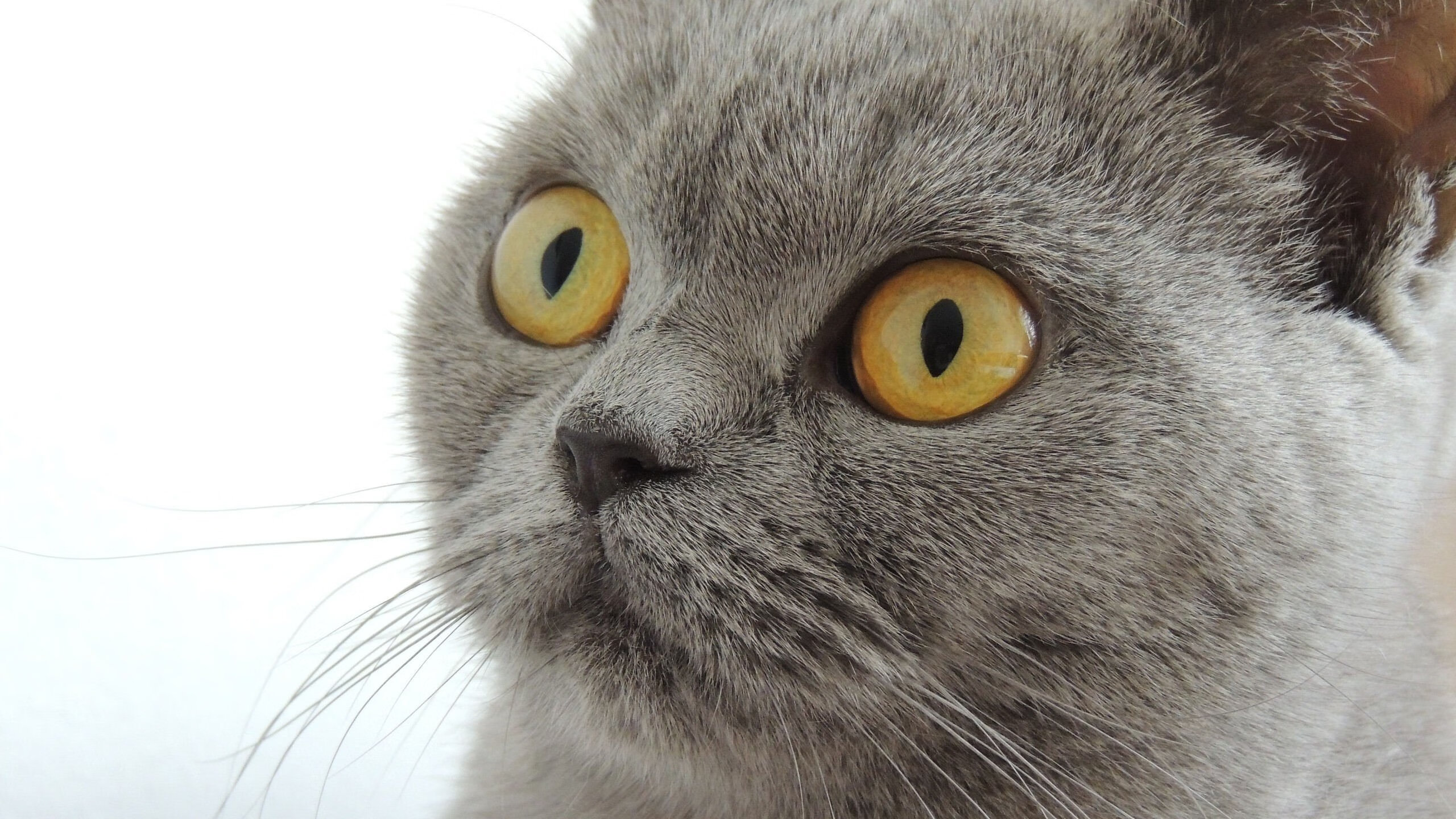 JIU YOU GAME-保利斯塔防守强度逐步加强，塔利斯卡 保利尼奥