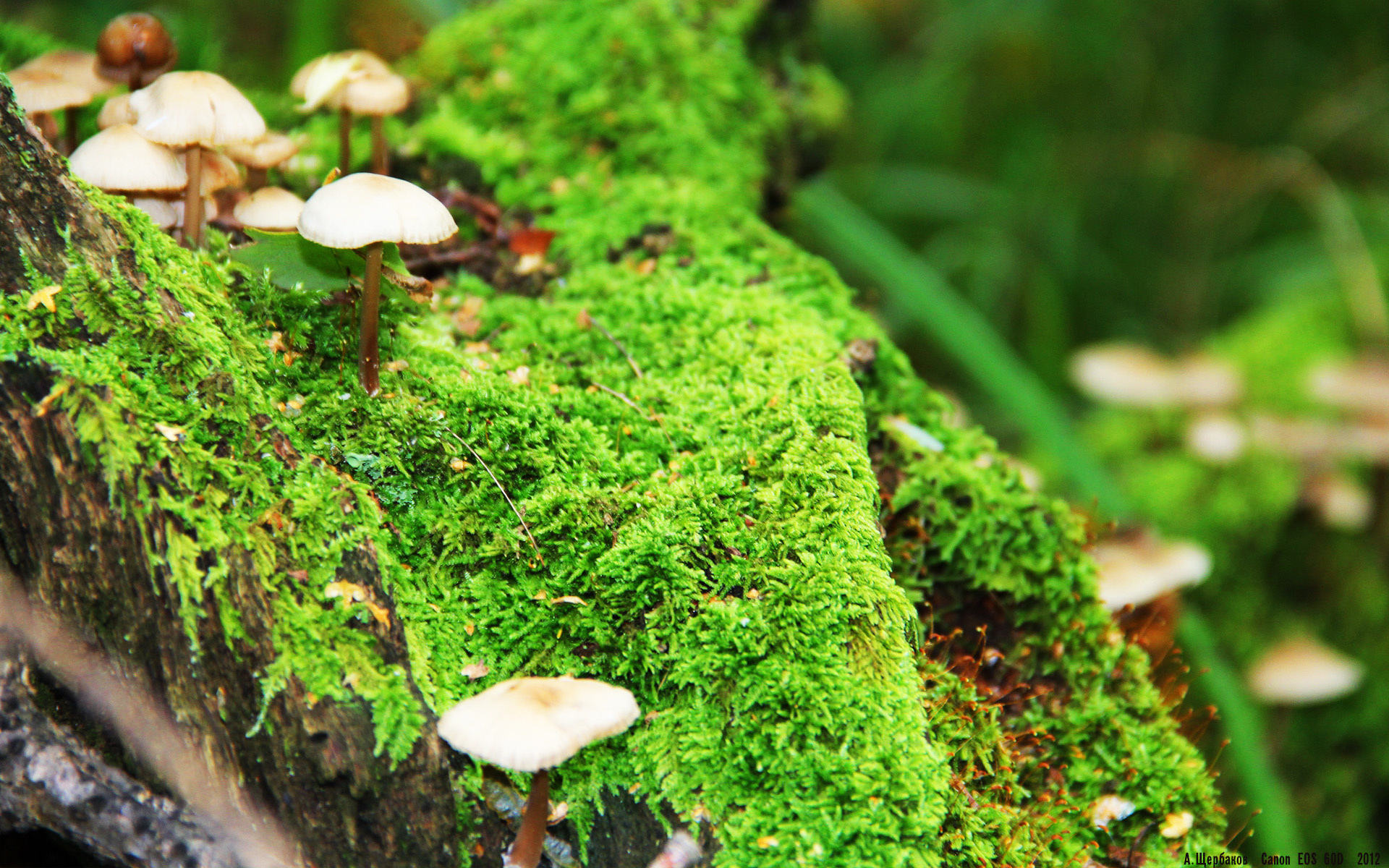 利物浦之王_ 拜仁慕尼黑冲在前头,利物浦拜仁交手记录