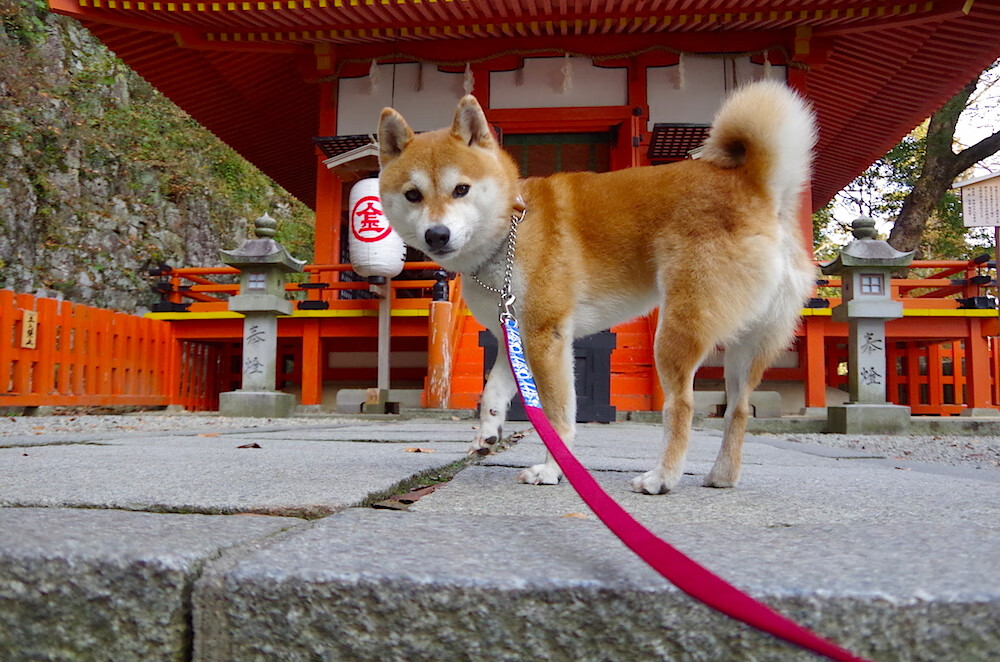 九游9游-利勒斯特城力克对手，晋级德国杯四分之一决赛，德国连进4球