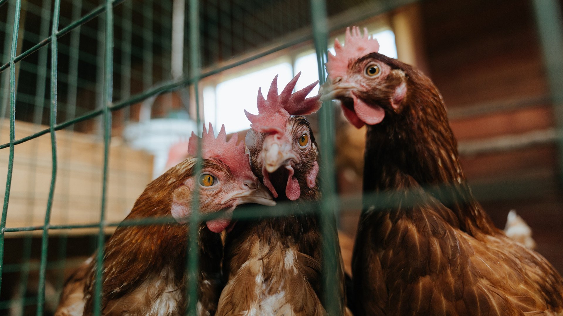 九游下载安装-塞维利亚主场大胜，再次显露实力，塞维利亚比赛直播