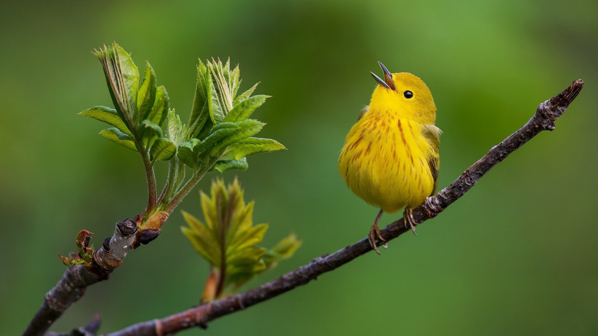 篮网队友受伤无缘比赛,球队备战前景未卜,篮网队谁受伤了