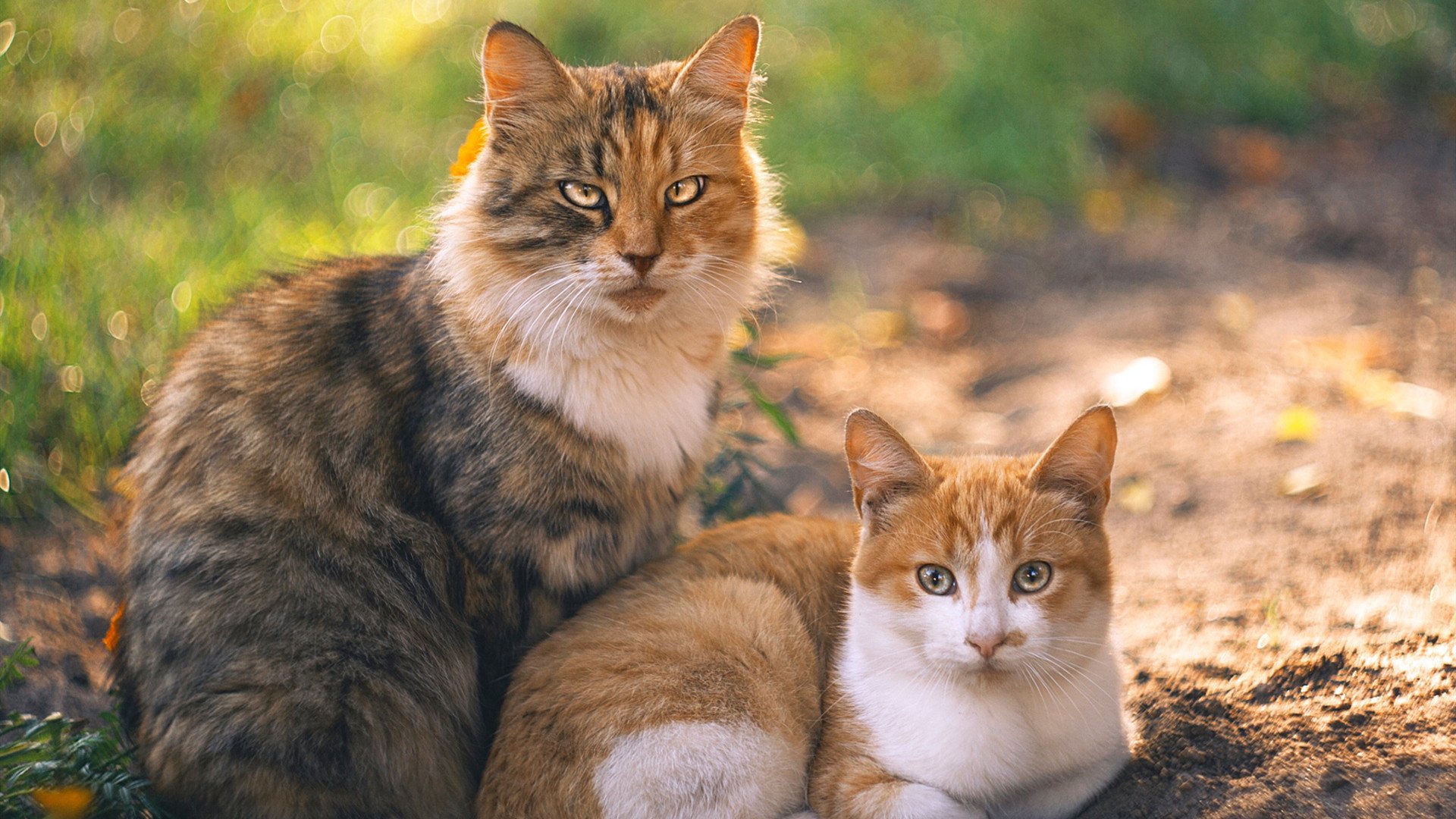 赛事创新:五大联赛引入的高科技手段,赛项科技