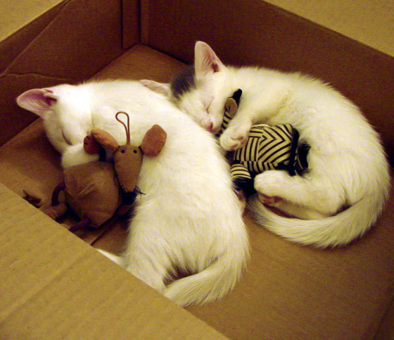 赛事创新:五大联赛引入的高科技手段,赛项科技