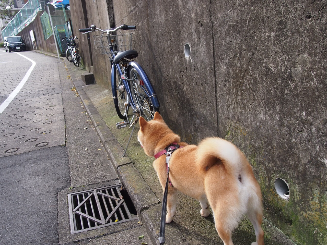 中超联赛国足惨败 球迷分析失利原因,国足参加中超