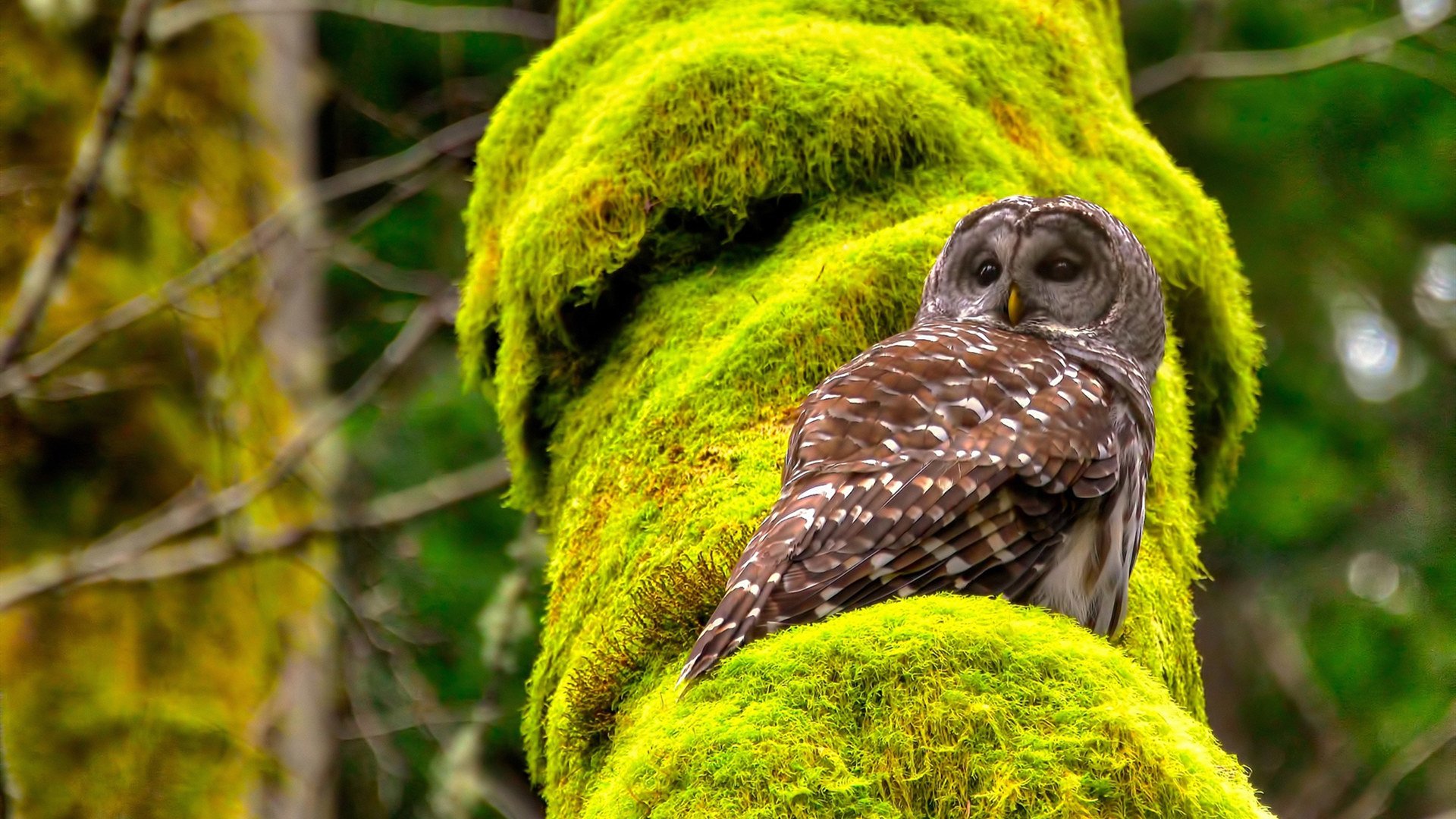 九游下载官网-五大联赛是否因数据透明化降低比赛战术不确定性，五大联赛形势