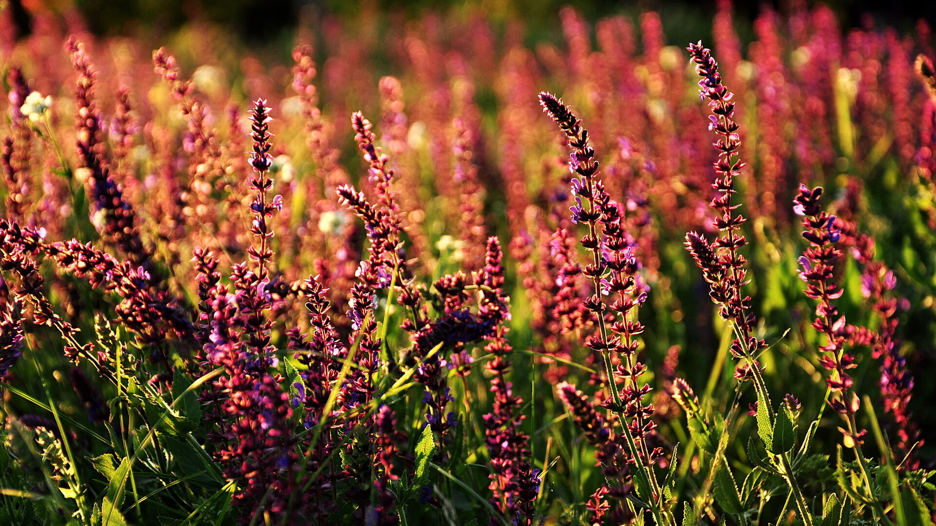 新加坡队在国际乒联混合团体世界杯中的精准战术与默契配合,新加坡乒乓球队员名单