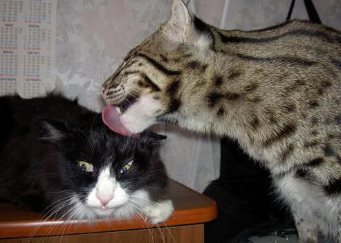 新加坡队在国际乒联混合团体世界杯中的精准战术与默契配合,新加坡乒乓球队员名单