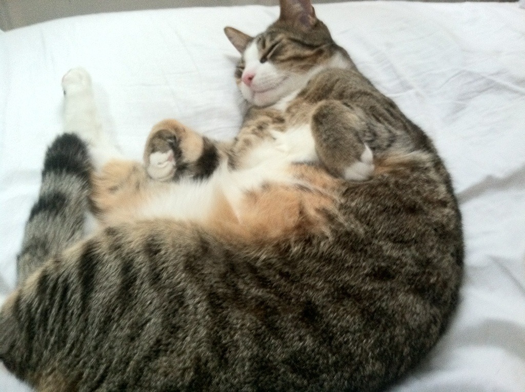 JIUYOU GAMING-澳女将自由泳爆发堪称关键一击，澳洲自由泳名将