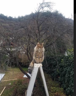 九游登录入口-田径竞赛首次引入无人车辅助测量，无人车辆路径规划