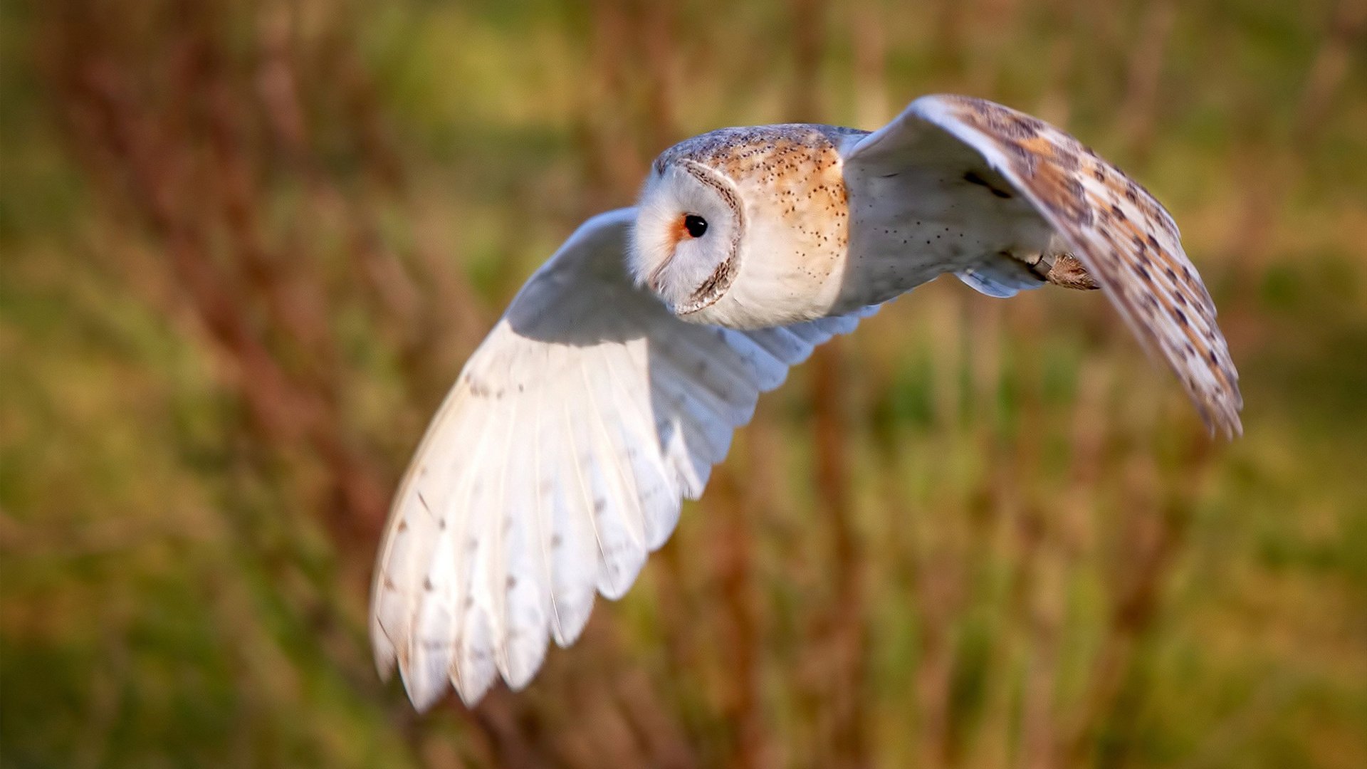 美国队国际乒联混合团体世界杯战术与技术分析,美国乒乓球职业联赛