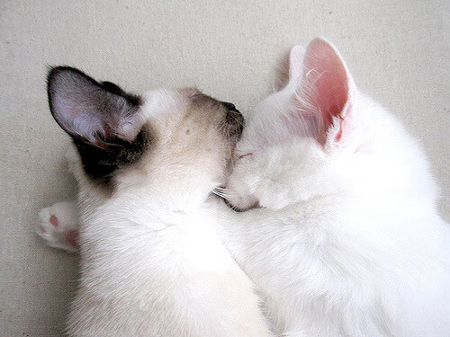 湖人豪取连胜中超联赛,湖人连败