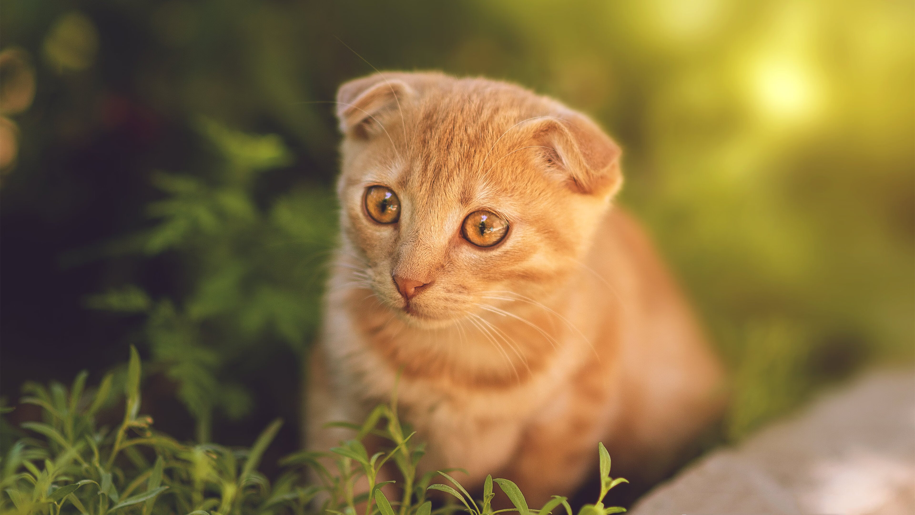 麦考领袖风范:全黑队胜利的灵魂人物,麦考3个总冠军